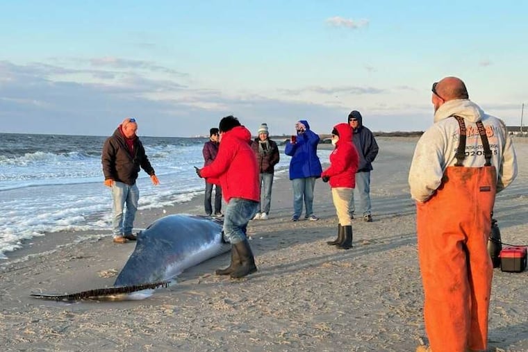 A 20-foot minke whale was found stranded at Sunset Beach near Cape May on Tuesday.
